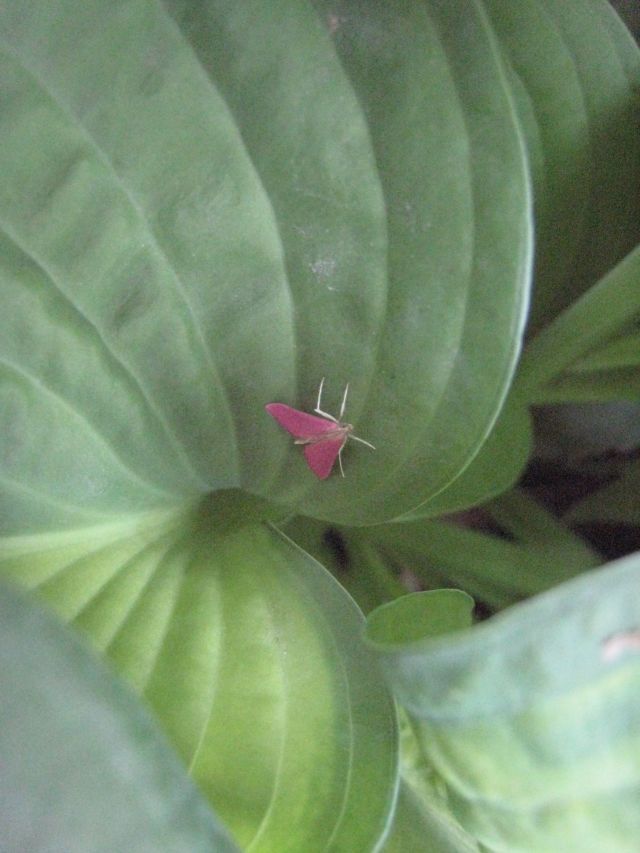 pink moth